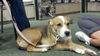 Marney the Beautiful Shepherd Mix