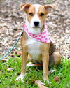 Marney the Beautiful Shepherd Mix