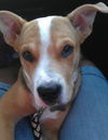 Marney the Beautiful Shepherd Mix