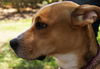 Marney the Beautiful Shepherd Mix