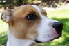 Marney the Beautiful Shepherd Mix
