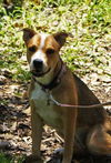 Marney the Beautiful Shepherd Mix