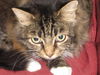Lindy the Maine Coon Mix declawed Sweetheart