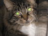 Lindy the Maine Coon Mix declawed Sweetheart