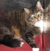 Lindy the Maine Coon Mix declawed Sweetheart