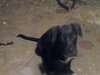 Lola the Dachshund/ Terrier Puppy