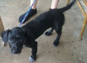 Lola the Dachshund/ Terrier Puppy