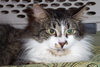 MeMe the Maine Coon