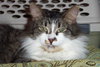 MeMe the Maine Coon