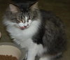 MeMe the Maine Coon
