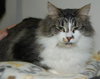 MeMe the Maine Coon