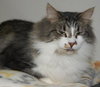 MeMe the Maine Coon