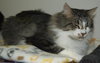 MeMe the Maine Coon