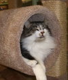 MeMe the Maine Coon