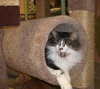 MeMe the Maine Coon