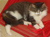 MeMe the Maine Coon