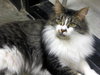 MeMe the Maine Coon