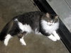 MeMe the Maine Coon