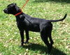 Deacon the Large Lab/Bulldog Puppy