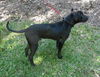 Deacon the Large Lab/Bulldog Puppy
