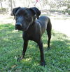 Deacon the Large Lab/Bulldog Puppy