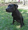 Deacon the Large Lab/Bulldog Puppy