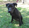 Deacon the Large Lab/Bulldog Puppy