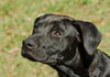 Deacon the Large Lab/Bulldog Puppy