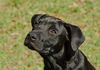 Deacon the Large Lab/Bulldog Puppy