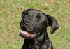 Deacon the Large Lab/Bulldog Puppy