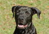Deacon the Large Lab/Bulldog Puppy