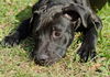 Deacon the Large Lab/Bulldog Puppy