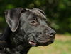 Deacon the Large Lab/Bulldog Puppy