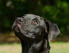 Deacon the Large Lab/Bulldog Puppy
