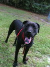 Deacon the Large Lab/Bulldog Puppy
