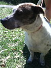 Java the Standard Dachshund