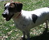 Java the Standard Dachshund