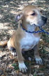 Kimbo the Lab/Bulldog Puppy