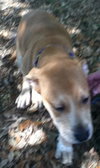 Kimbo the Lab/Bulldog Puppy