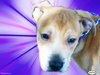 Kimbo the Lab/Bulldog Puppy