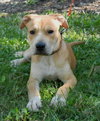 Kimbo the Lab/Bulldog Puppy