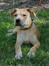 Kimbo the Lab/Bulldog Puppy
