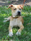 Kimbo the Lab/Bulldog Puppy
