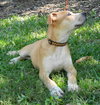 Kimbo the Lab/Bulldog Puppy