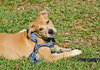 Kimbo the Lab/Bulldog Puppy