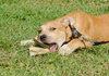 Kimbo the Lab/Bulldog Puppy