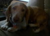 Augie the Deaf Dachshund