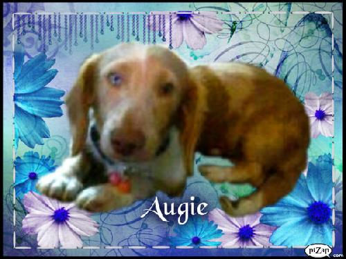 Augie the Deaf Dachshund