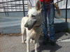 Blitz the White Shepherd