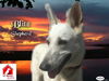 Blitz the White Shepherd